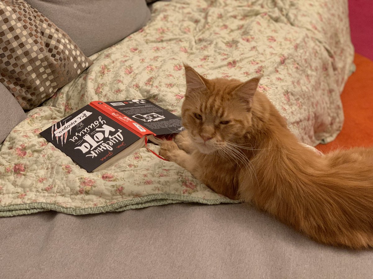 Страшно, сука #кот