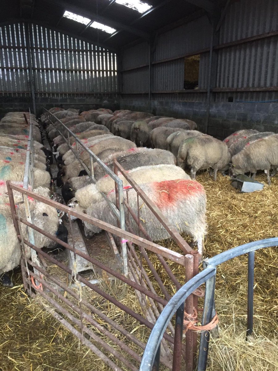 These ladies aren’t phased by Denis! The countdown is on...which one is frist to pop? #BestTimeOfYear #Farming365 #WeAreWelshFarming 🐏