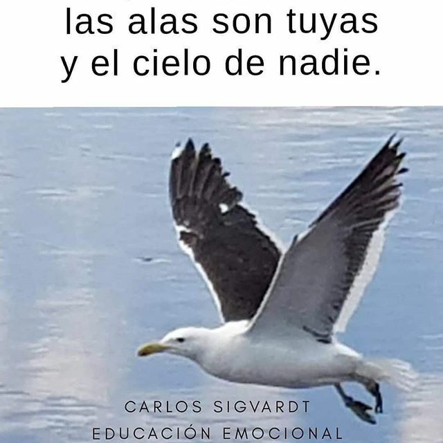 Reflexíón de fin de semana.
#libertad #sueños #proyectos #autoestima #confianza #cielo #volar #plenitud ift.tt/38u0EOg