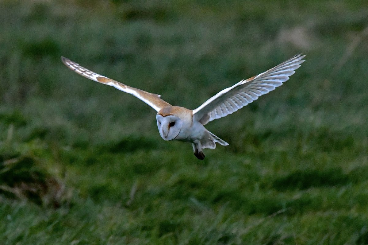 Barn Owl Trust Barnowltrust Twitter