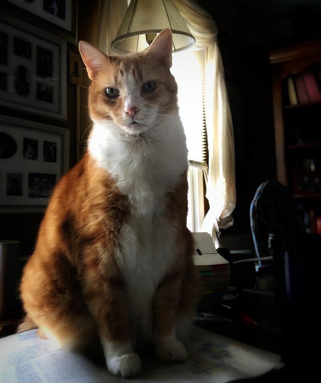 AnnaOBags's tweet photo. #annaorthweindesigns #theartofluxury .
The Boss!!
.
#cat #catlifestyle #catlover #luxurybags #leather #uniquebags #lovebags #lovemybag https://t.co/6XW8vf2nED https://t.co/m8NNyiSzgj