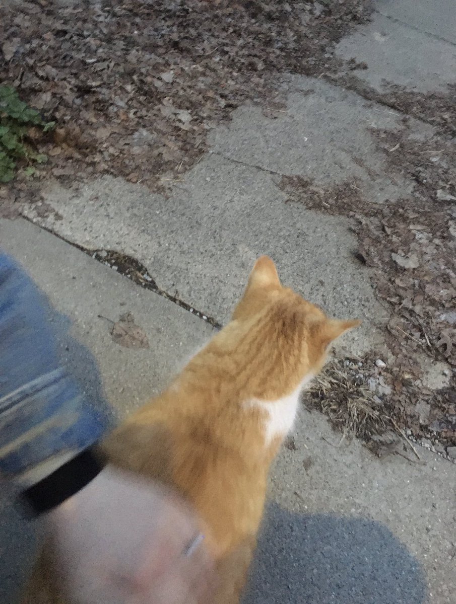 catsofuc's tweet image. spotted: a very friendly feline on flora street 

submitted by: @eli_wie