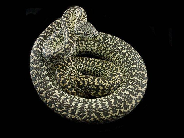 EBMorelia's tweet photo. This is my caramel granite zebra female. She will hopefully have a clutch this season. I put her with a granite zebra. I hope to produce some amazing granite super zebras!! https://t.co/wVG0W1MbOi https://t.co/xSrLfkRGcq