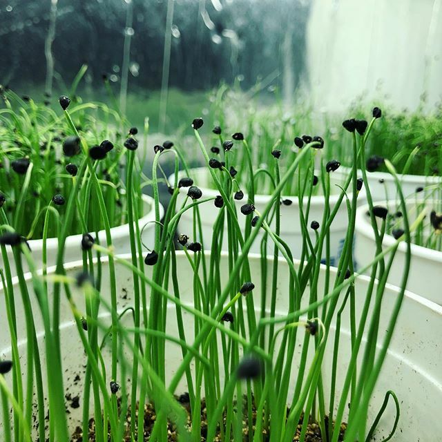 chbamey 🌱 tweet media