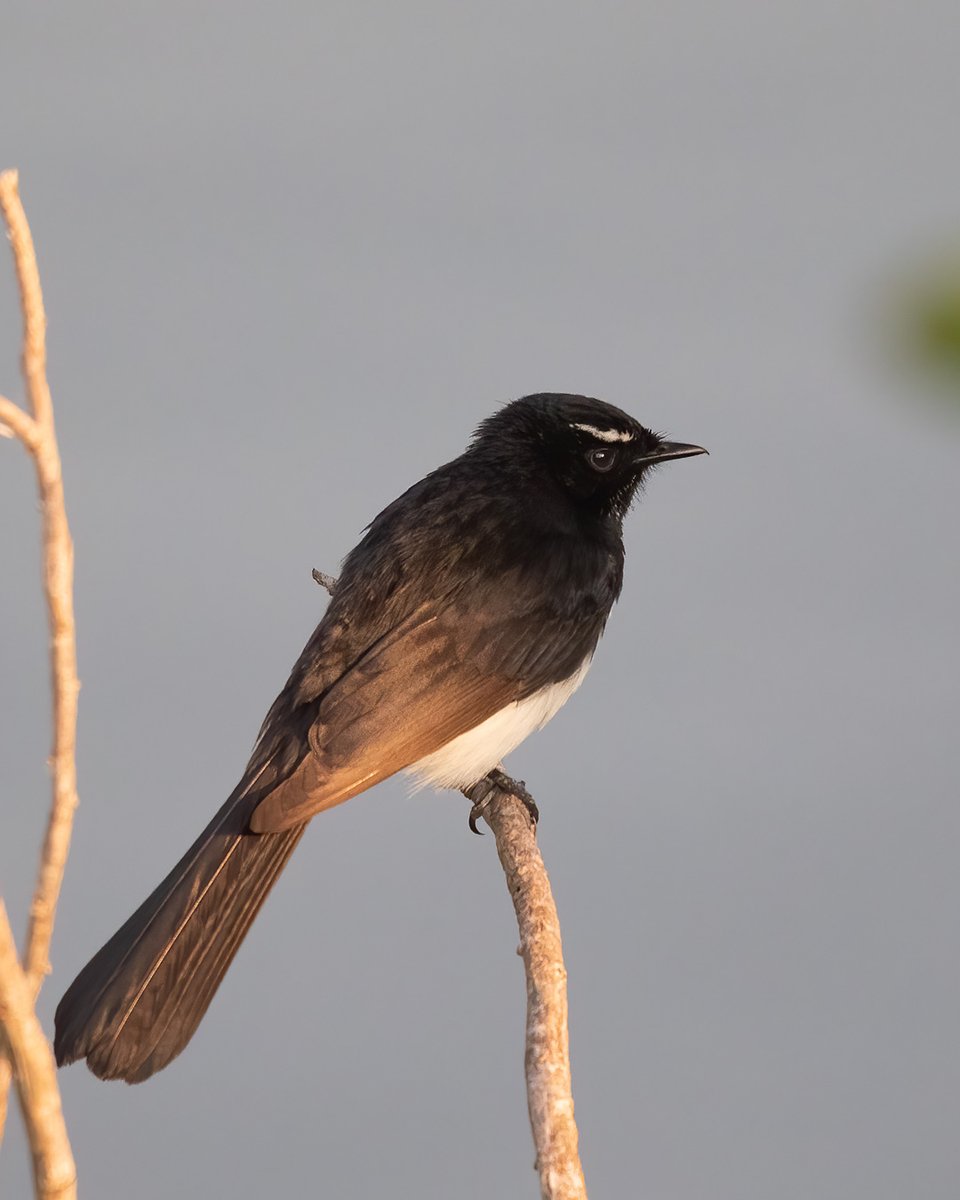 Willy Wagtail perched on an overhang above a lake

#willywagtail #birds #nature #wildlife #birdphotography  #birding #your_best_birds #bestbirdshots #thebirdingsquad #nuts_about_birds #birds_captures #birdlovers #birds_adored #best_birds_of_world  #planetbirds #abcmyphoto
