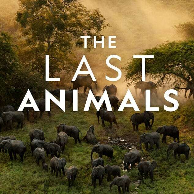 SOS_UGA's tweet photo. See the film THE LAST ANIMALS at UGA Monday Feb. 17, 7PM, MLC 350! @sustainable_uga @sustainableugahousing

THE LAST ANIMALS shines a light on a global wildlife crisis: the poaching of elephants and rhinos for their ivory and horns, decimating their popu… https://t.co/Z3cHcWWQVK https://t.co/SmUlU6cm7G