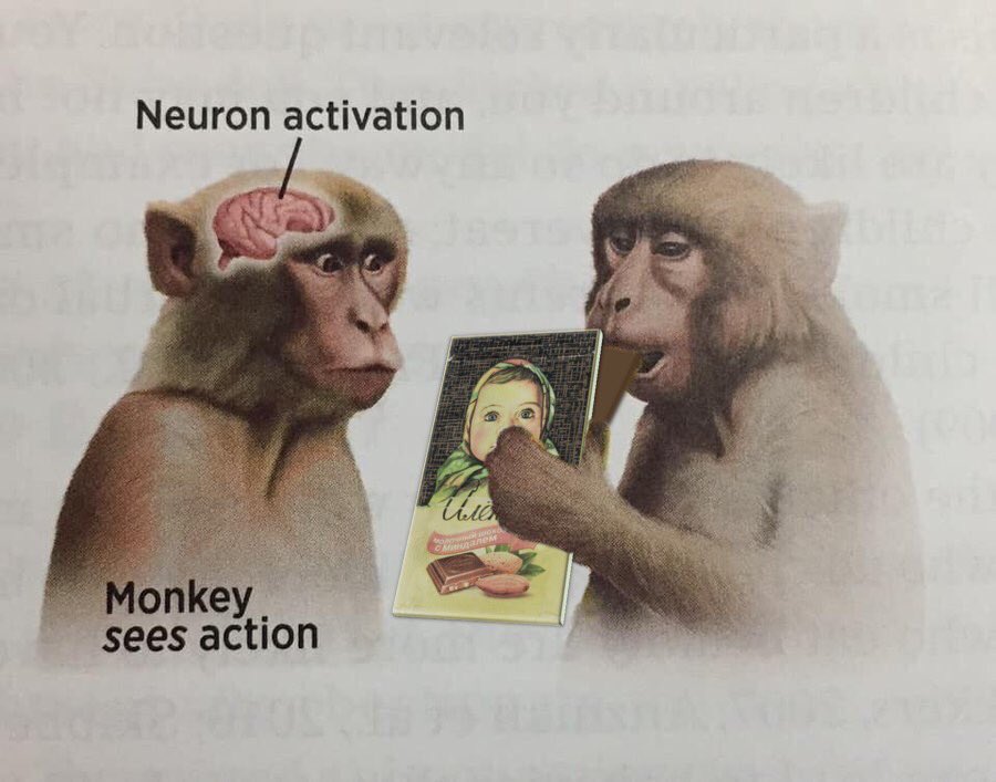 image of monkey