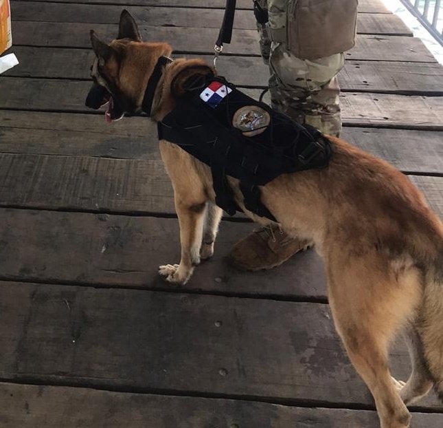 aeronavalpanama's tweet photo. El es Sony,  nuestro canino que forma parte de la seguridad en el Destacamento de Taboga, realizando verificaciones junto con nuestras unidades de equipajes a todos los ciudadanos que visitan la isla de Taboga #Guardian2020 https://t.co/Ngqv2SZ9kb