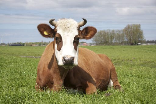 hetkraampje's tweet photo. Nieuwe aanmeldingen waaronder boerderij Natuurlijk Genoegen in #Driehuizen @noordholland heerlijke producten, mooie dieren, boerderij educatie en camping, wat wil je nog meer! https://t.co/dXK3kTTRaa https://t.co/vHHAog7iab