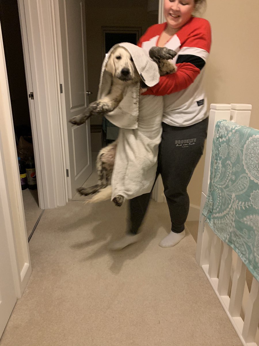 SecretLifeOfBa1's tweet photo. Naughty Bailey! I went out for a wee & decided in this weather to start digging! My owners called me in & this is the state I turned up in! #goldenretriever #GoldenRetrievers #goldenretrieveroftwitter #twitter #dogsoftwitter #twittersogs #puppy #puppylove #twitterdogs #dog #dogs https://t.co/xC0OP01Leg
