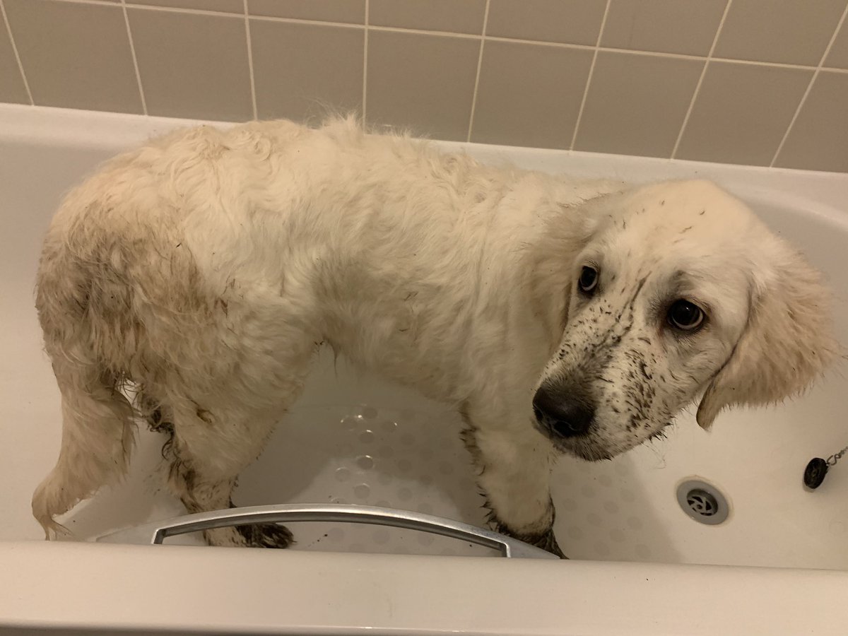 SecretLifeOfBa1's tweet photo. Naughty Bailey! I went out for a wee & decided in this weather to start digging! My owners called me in & this is the state I turned up in! #goldenretriever #GoldenRetrievers #goldenretrieveroftwitter #twitter #dogsoftwitter #twittersogs #puppy #puppylove #twitterdogs #dog #dogs https://t.co/xC0OP01Leg
