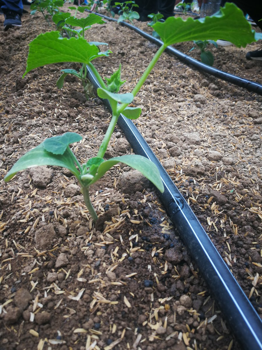 Rivulis Irrigation tweet media