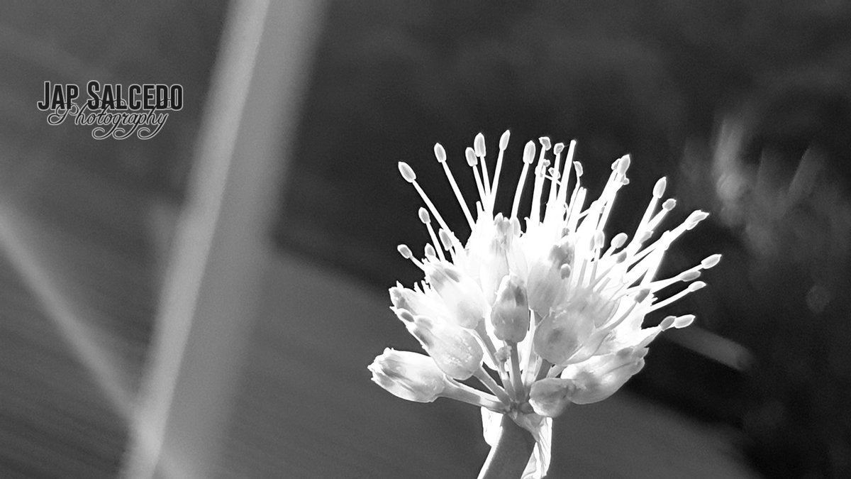 Jaypphie's tweet photo. Beautiful you, now and then.

#BNW. #BNWLife. #BNWWorld. #BNWSociety. #BNWMood. #BNWLover. #BlackAndWhitePhotography. #Monochrome. #Neutral. #MyPhotography. #PlayWithColor. #Thoughts. #RulingMind. #StayPeculiar. #Unique. #Reflection. #Flower. #Nature. #Buds. #NaturePhotography. https://t.co/6ZpQMEpOh4