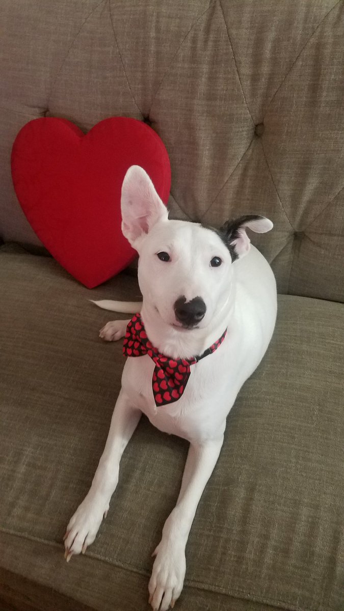 MinxyMisty's tweet photo. Our dapper young gent wearing daddies bowtie, one of Matt's gifts I got him, from yesterday! So cute! lol! ππππΆπΎ #NewProfilePic #cutepuppo #dapperpup #dapperyounggent https://t.co/K19jndXM0T