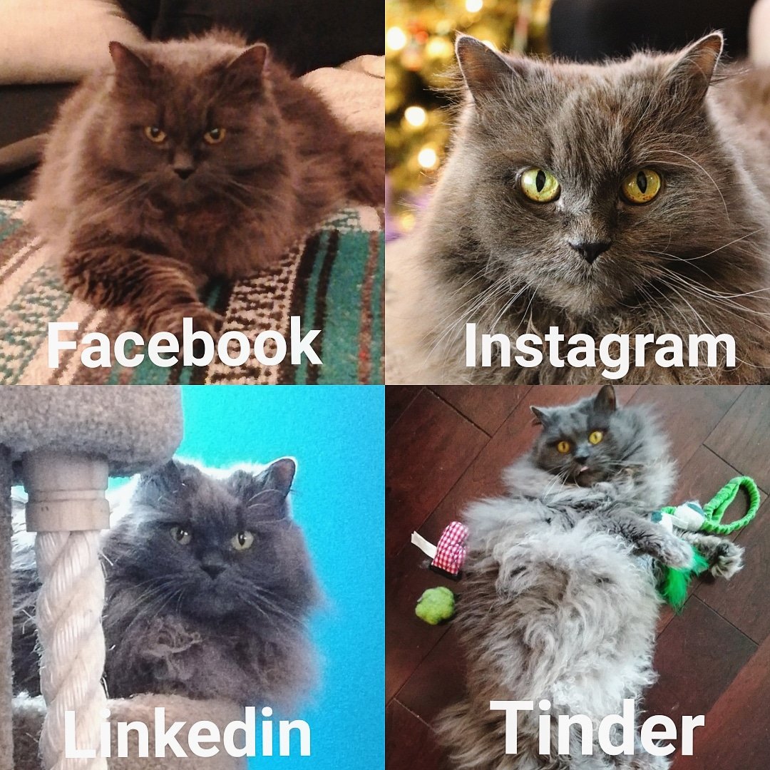 TehRealKitty's tweet image. #dollypartonchallenge #dollypartonmemechallenge #catsoftwitter #funnycats #cutecats