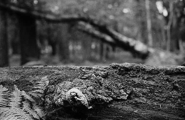 #unquietlandscape 🍃

#35mmfilmphoto #expiredfilm ift.tt/2HoYALD