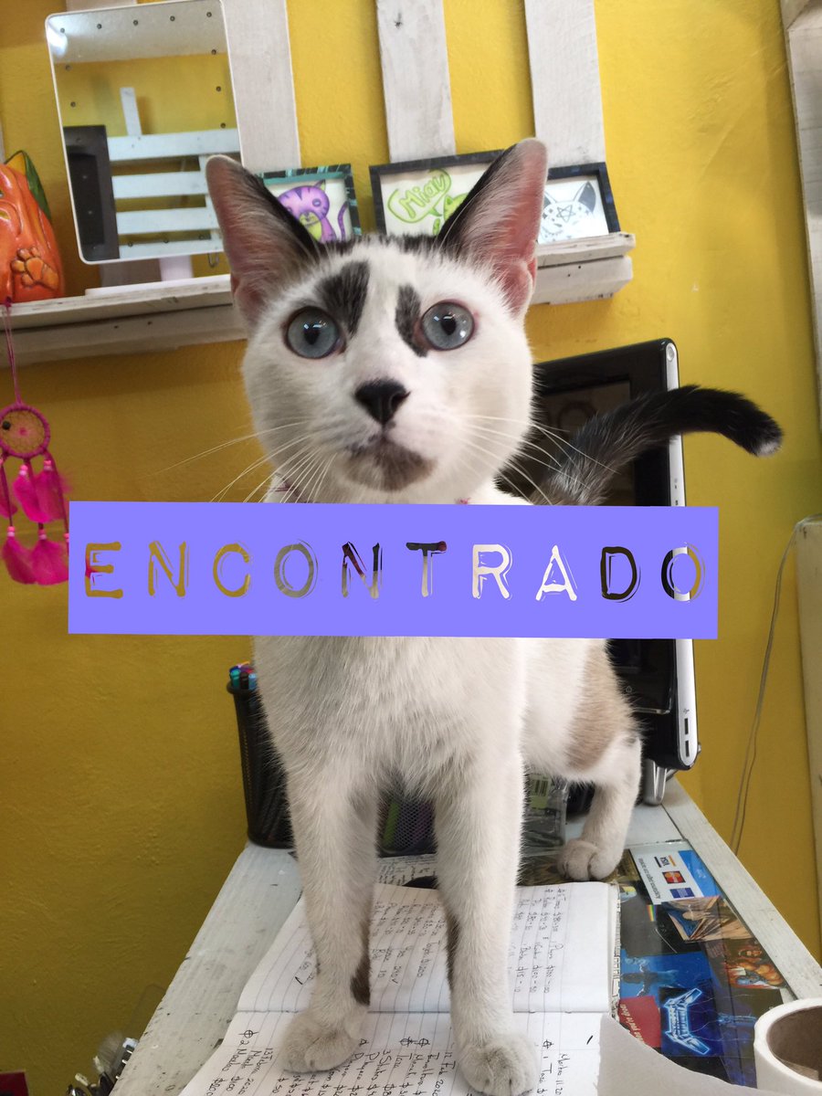 BoutiqueCalacat's tweet photo. Encontrado el día de hoy en la Col. Del Carmen Coyoacán gatitos ayúdennos a compartir para que vuelva a casa. #coyoacán #gatosperdidos #cdmx #encontrado #gatos @vivegatito @Gato_Fest @gatospingos @MascotaCoyoacan @DelCarmen_Coyo https://t.co/ZdzHrUxqYZ