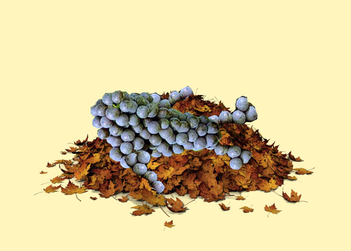Sprudge Wine tweet media