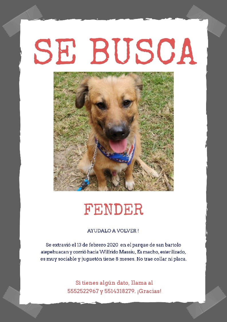 TANUDOZAL's tweet photo. FENDER se perdió el 13 de febrero en Sn Bartolo Atepehuacan col. Lindavista. Es muy dócil y tiene 8 meses, por fa ayúdenme con un RT para q regrese con nosotros 🙏🏻😢#perroperdidoCDMX #perrosperdidos #extraviado @unidos_buscando @PrrosPerdidosMX https://t.co/38PgRBMest
