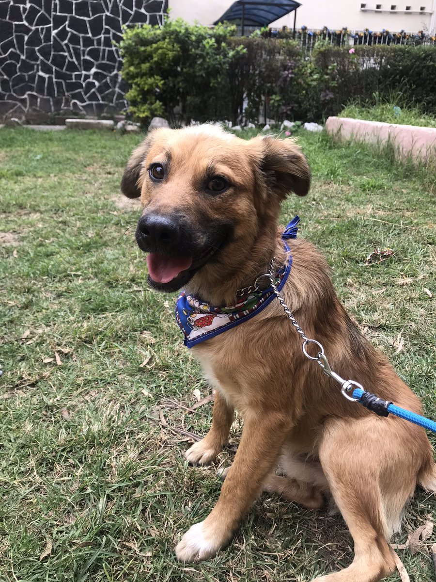 TANUDOZAL's tweet photo. FENDER se perdió el 13 de febrero en Sn Bartolo Atepehuacan col. Lindavista. Es muy dócil y tiene 8 meses, por fa ayúdenme con un RT para q regrese con nosotros 🙏🏻😢#perroperdidoCDMX #perrosperdidos #extraviado @unidos_buscando @PrrosPerdidosMX https://t.co/38PgRBMest