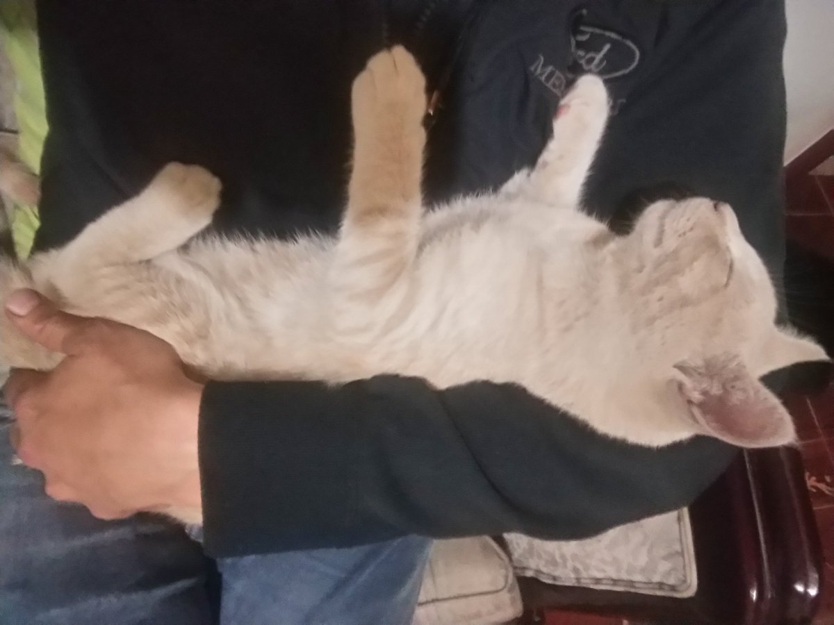 ChepeNazareth's tweet image. Se llama #Romualdo y así se queda.