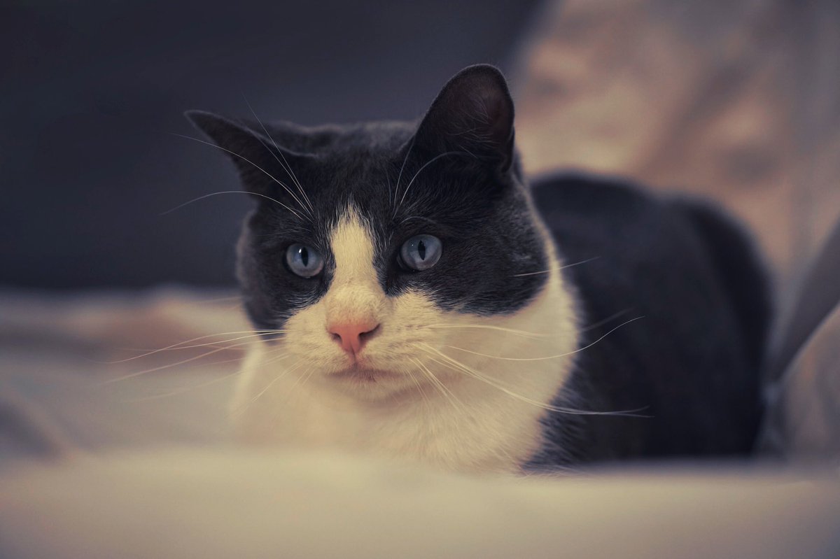 BluetackPhoto's tweet photo. #buddy #cat #catportrait #blackandwhitecat #portrait #gingercatcoffee https://t.co/lCxxOx13PH