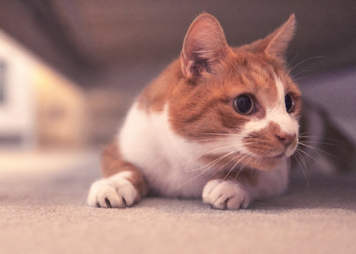 BluetackPhoto's tweet photo. #ginger #cat #portrait #hiding #gingercatcoffee https://t.co/FlXY0euZgr