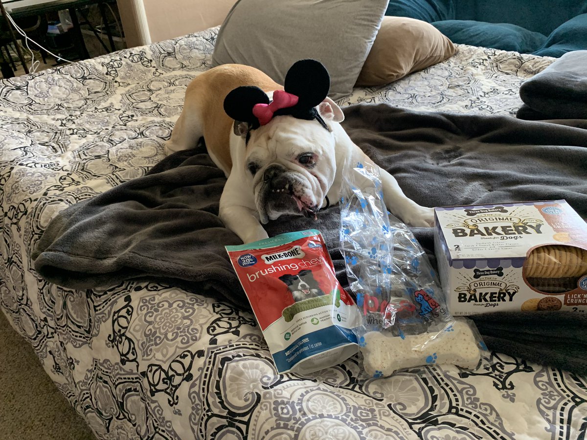 SavannahSidecar's tweet photo. Happy #Gotcha day to MYSELF ! I came home on this day 12 years ago ! & what a life it’s been so far ! #SidecarBulldog #HotrodBulldog #BicycleBulldog #PlayedRufus3Times Good times indeed ! #ThanksMomAndDad https://t.co/ZVQZbopz07