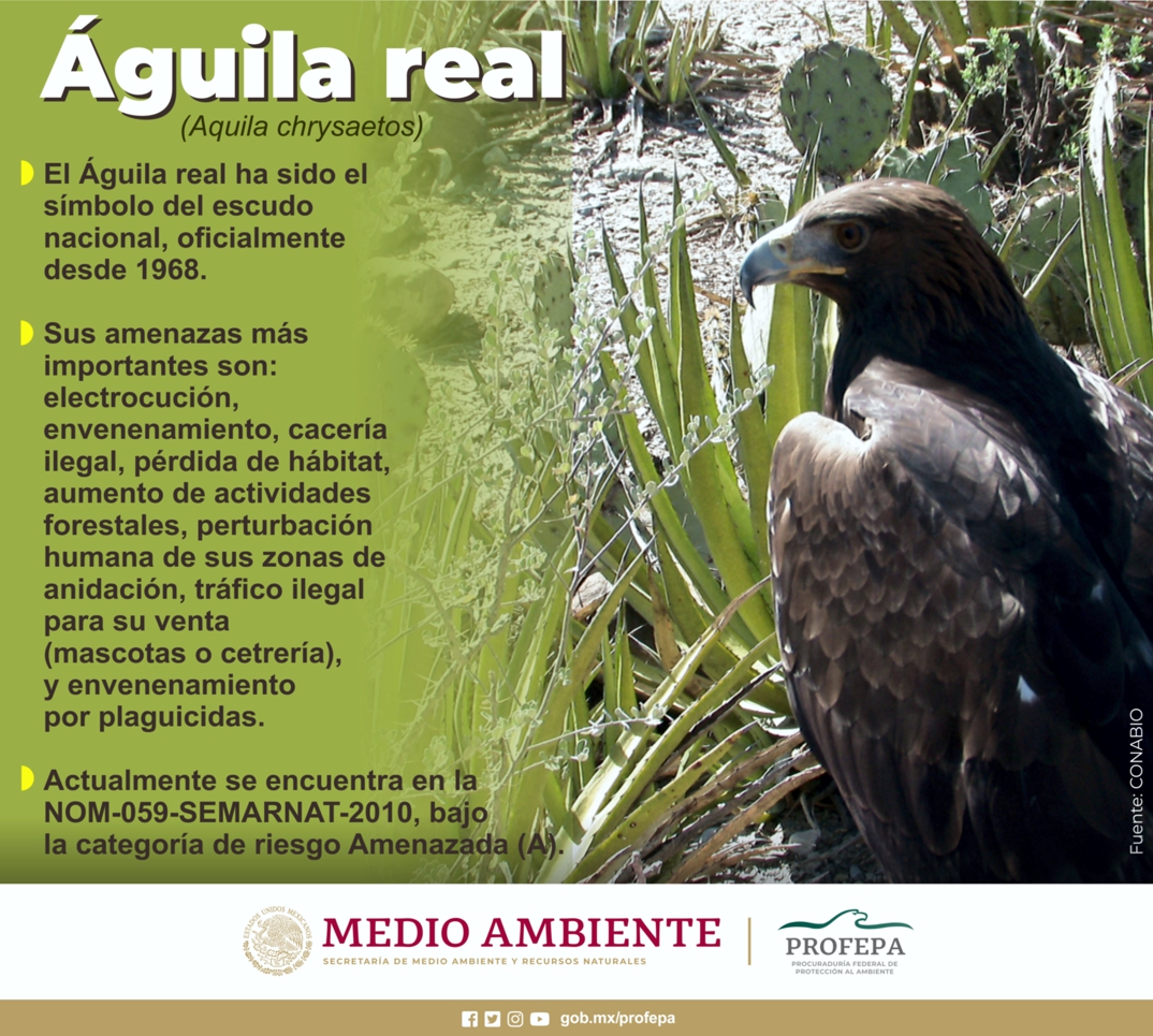 PROFEPA auf Twitter: „#Sabíasque La dieta del águila real se concentra  principalmente en las liebres, aunque come otro tipo de presas como  pequeños mamíferos y aves. /fCFRLOpOa7 /dwEUTbeYxU“  / Twitter