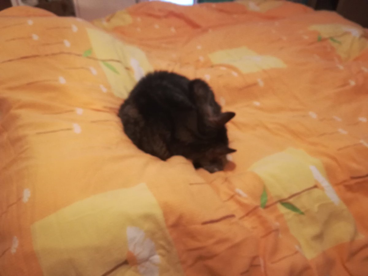 warmphilip's tweet photo. My Bedd Now https://t.co/zazdNiWCbM