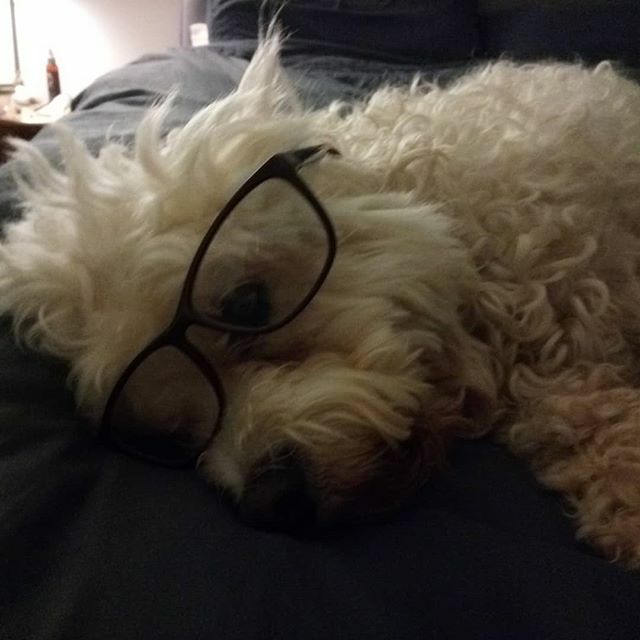 Has anyone seen my glasses?? ift.tt/31Wcgax