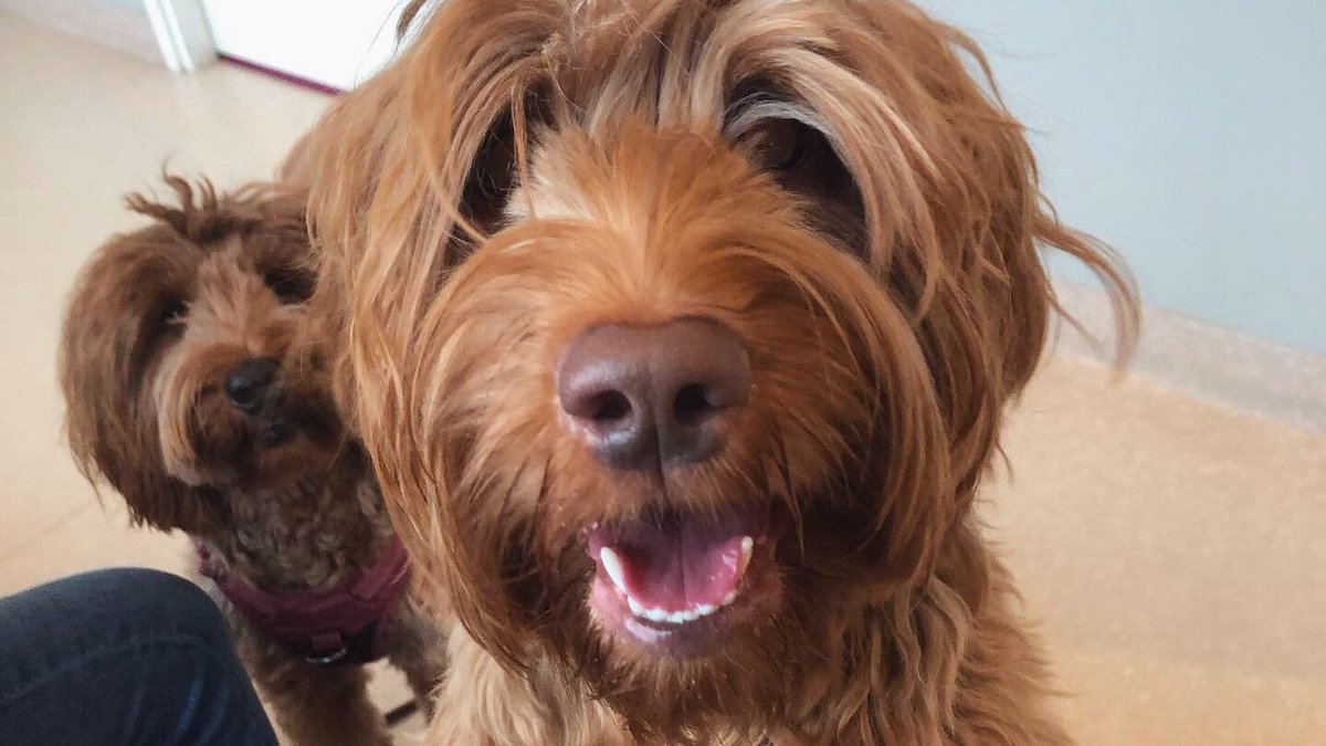 Labradoodles_T's tweet photo. Olimme Eläinlääkäriasema Pet-Vetissä virallisessa silmätarkistuksessa ja täysin terveet tähtisilmät molemmilla! 🙏✨✨ Kiitos taas hyvästä hoidosta Elinalle! 💗🐾 - Tove'sin Lapinvuokko &amp; Kanerva

#eyeexamination #healthy #PetVet #tovesaustralianlabradoodles #HappyHealthyDogs https://t.co/mRm8iQPP0h