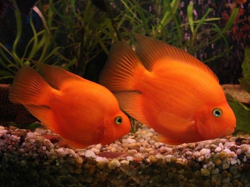Оранжевая аквариумная рыбка. Цихлида попугай трехгибридный. Red Parrot Cichlid. Цихлида попугай красный. Красный попугай цихлида рыбка.