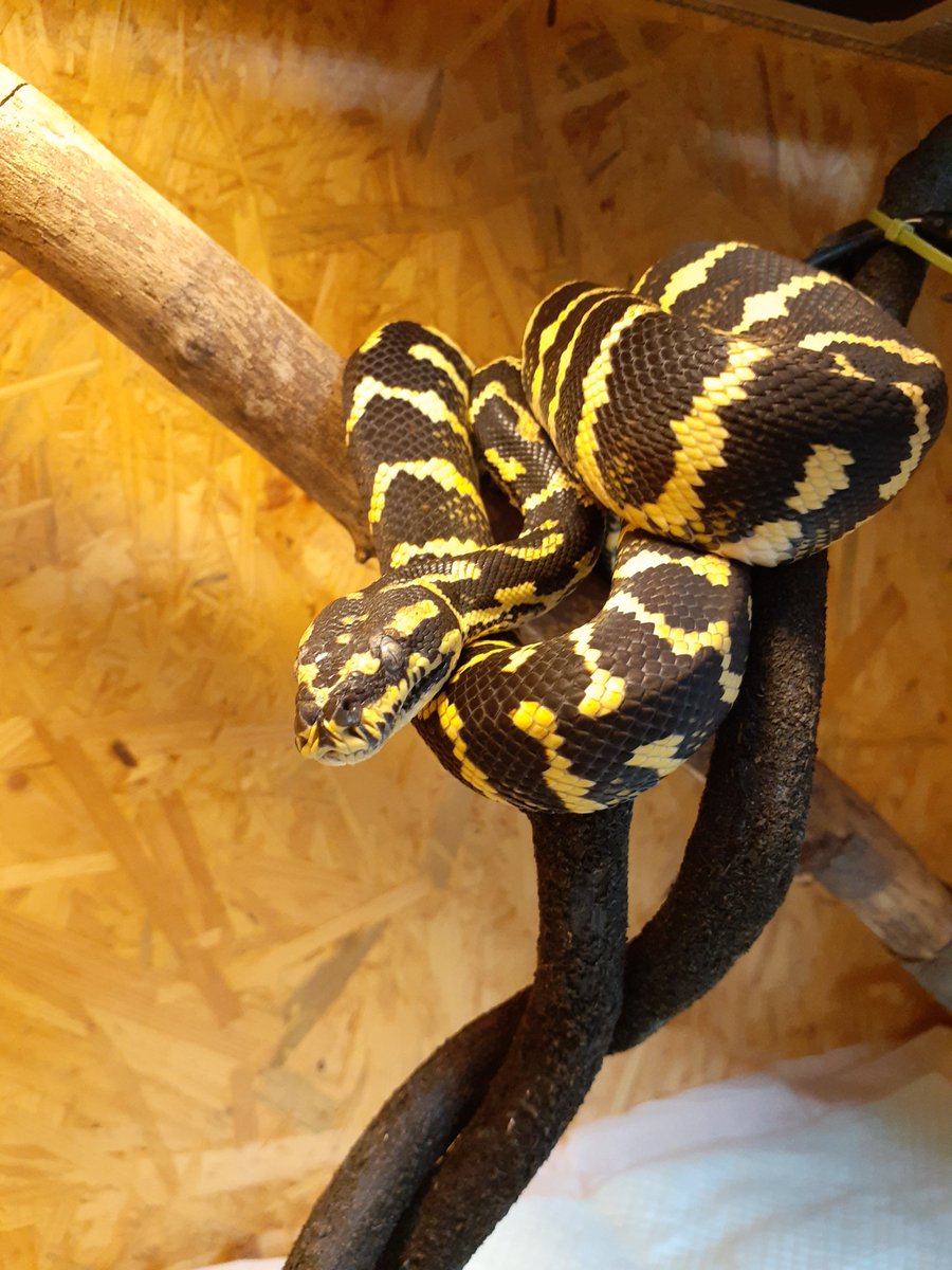 レコレコ tweet media