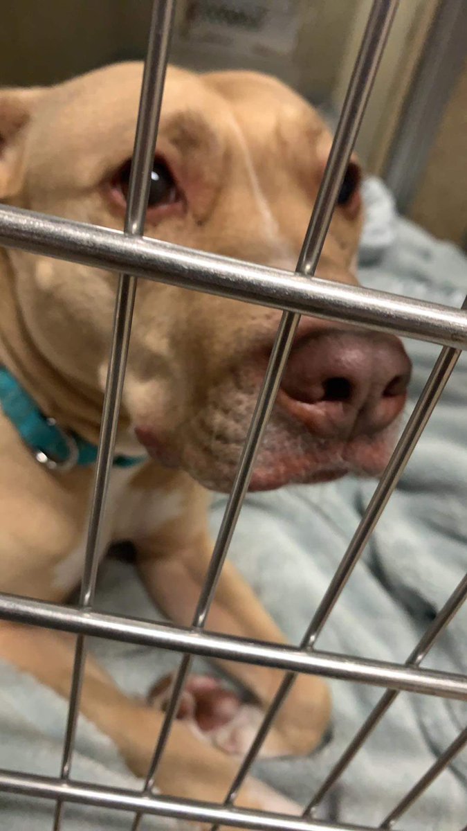 Jessie has been returned 💔; 4th time in shelter. Needs solo pet home. If any kids, 15 yrs or older. Please retweet to get her out. Town of Hempstead Animal Shelter, NY. Email: adoption@tohmail.org #LongIsland #NewYork