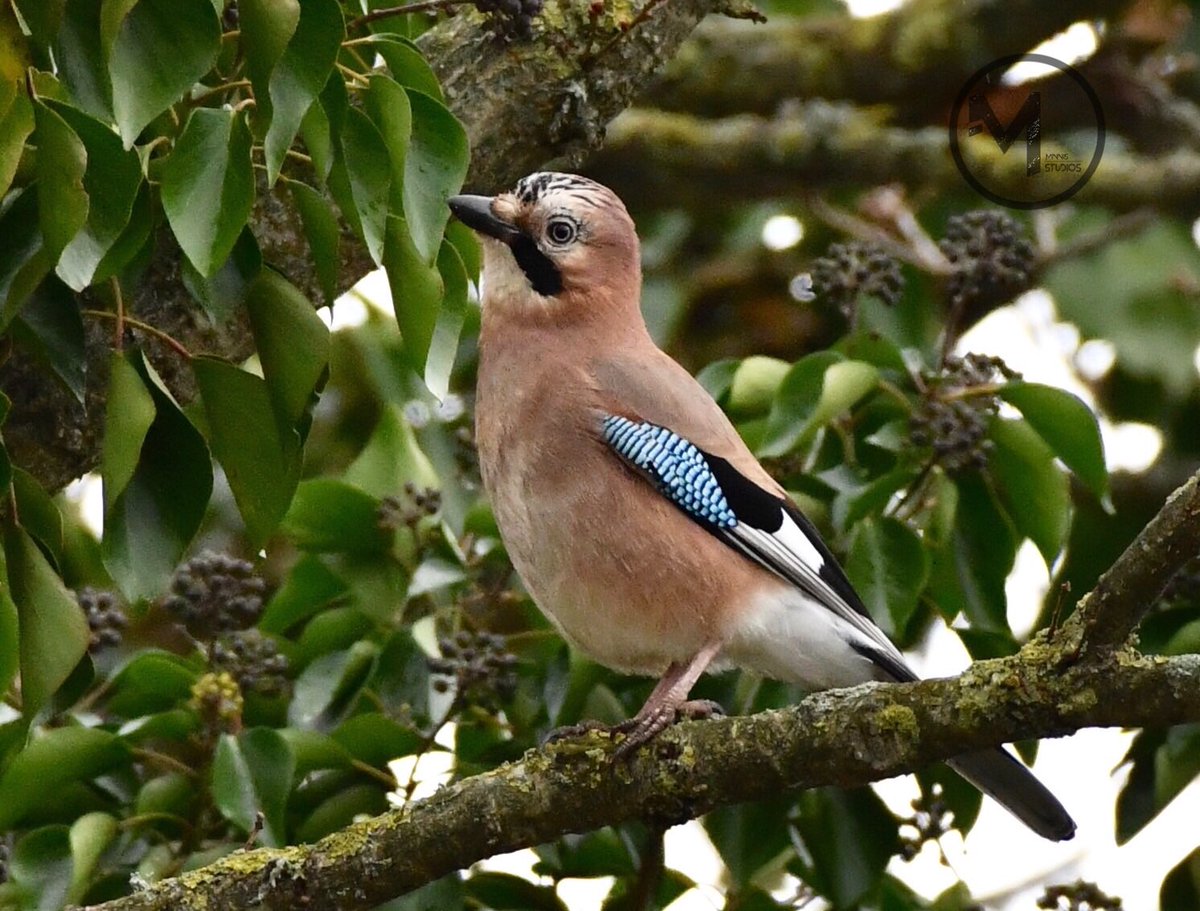 Jay @RSPBHamWall a few weeks back @britishbirds @_BTO @UKBirdsWildlife @SomersetWT @wildlifesomrset #britishbirds #ukbirds