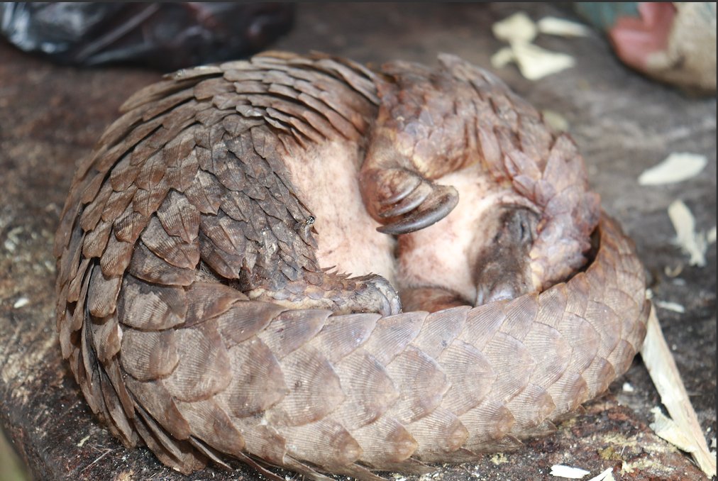 WildAid's tweet photo. There has been a ban on international trade in all eight #pangolin species since 2017. But it has not been enough. Over 500,000 #pangolins have since been poached. Join us and pledge to protect pangolins #PangolinPower #WorldPangolinDay https://t.co/4cPe6nLfaC