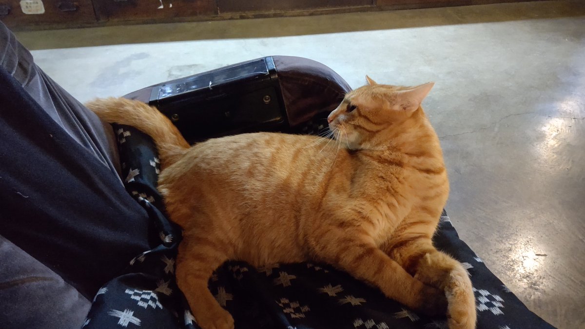 Pos 風雨来記3応援団 そして北温泉期待のニューフェイスのまるちゃん 甘噛みと猫キックが得意なやんちゃっ子であります