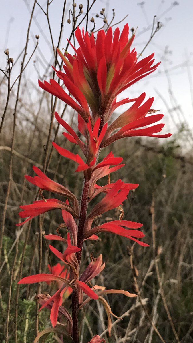 方舟子على تويتر 今日所见野花 海岸火焰草 Coastal Indian Paint Bush 加州紫茉莉 California Four O Clock 克利夫兰流星花 Cleveland S Shooting Star 圣地亚哥豌豆 San Diego Pea T Co Yuxw9zqale 方舟子على تويتر 今日所见野花 海岸火焰草 Coastal Indian Paint Bush 加州紫茉莉 California Four O Clock 克利夫兰流星花 Cleveland S Shooting Star 圣地亚哥豌豆 San Diego Pea T Co Yuxw9zqale