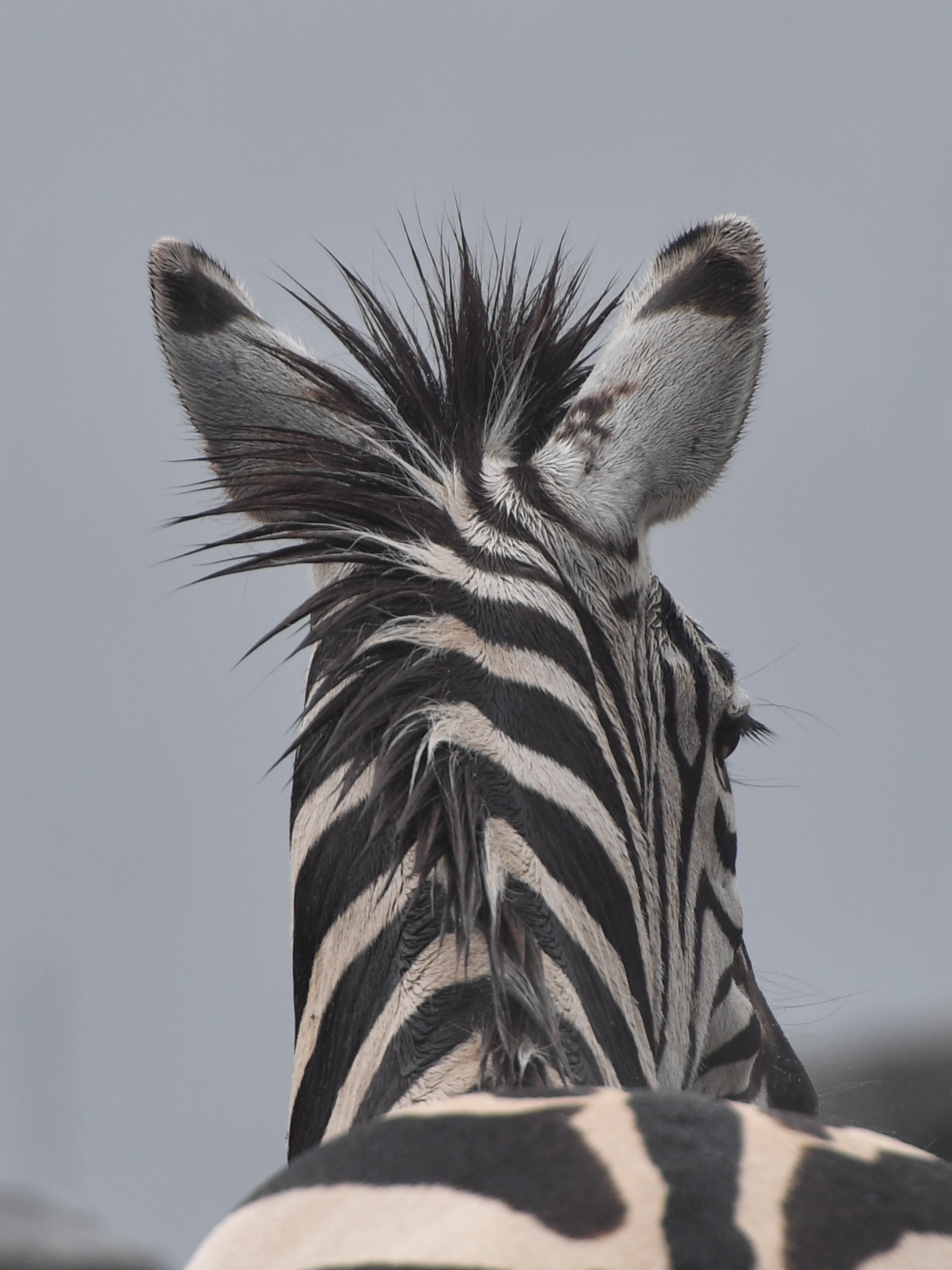 希少 シマウマ 毛皮 ラグ Zebra skin シマウマ ケニア カーペット