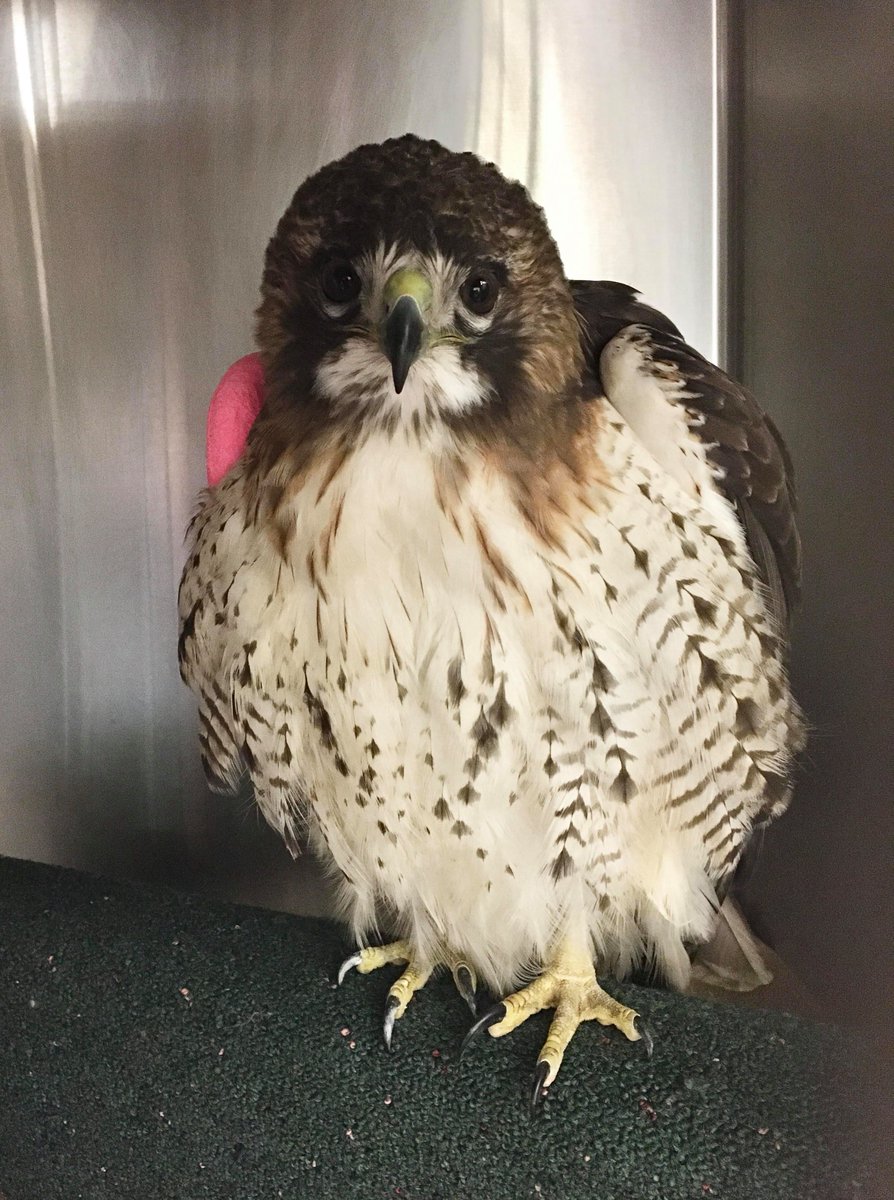 long island birds and exotics