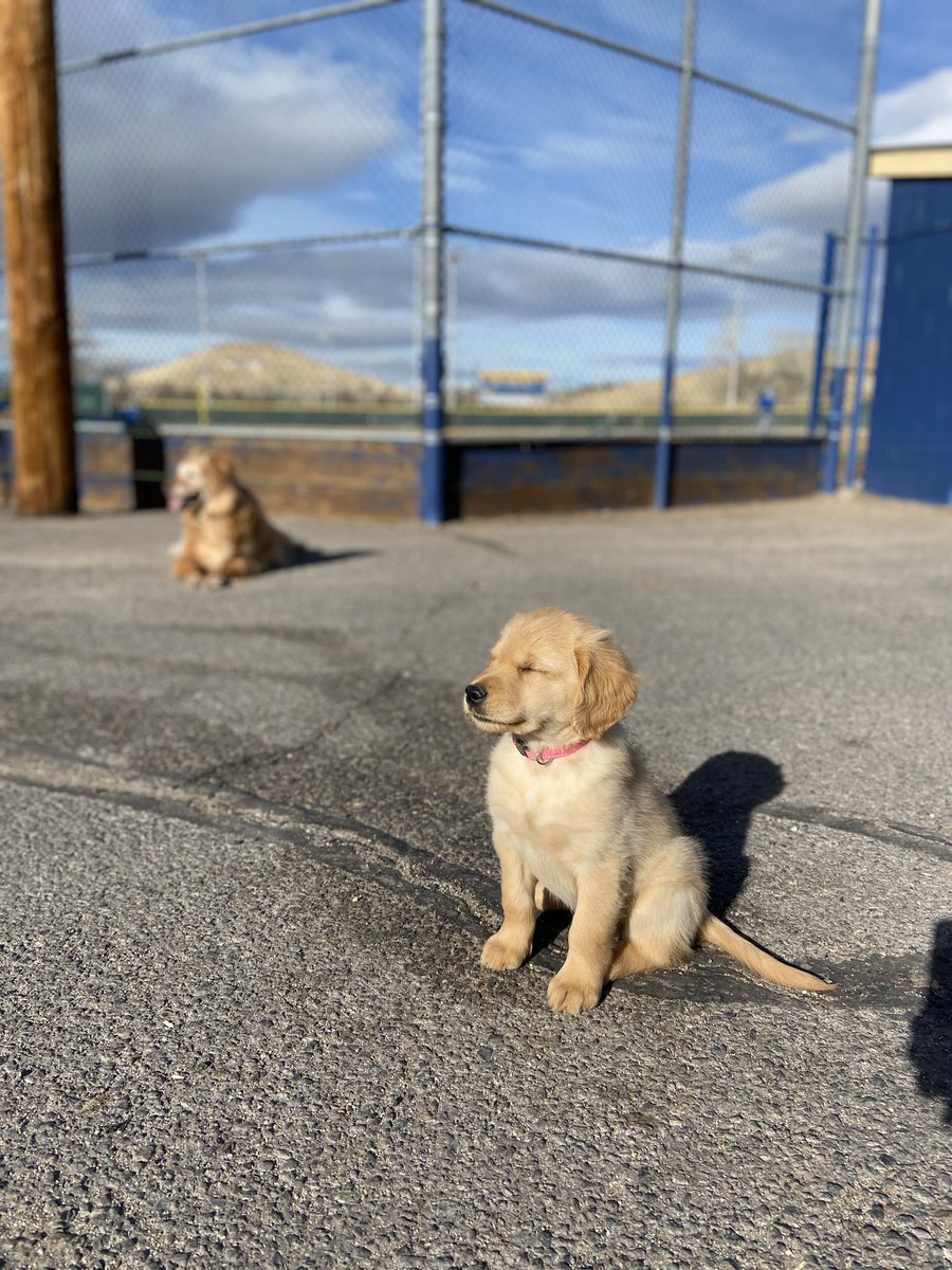 RHSCrazyEngTchr's tweet photo. Nothing like the sun on your face & the wind in your fur! #LeeMitchellField @ReedHSBaseball @Coach_Matherly #ReedBaseballsnewestmascot https://t.co/BsQItwEgNg