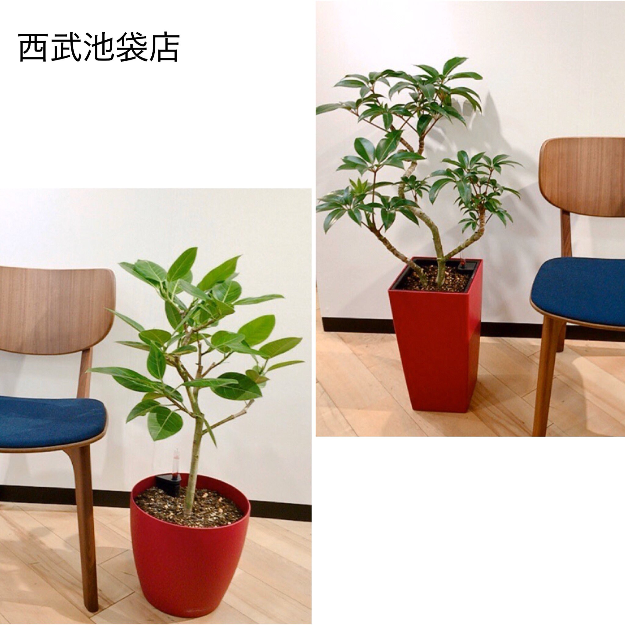 観葉植物 ボタニカルラウンジ Onlineショップopen レチューザsale開催中 おかげさまで大好評です 特に池袋店は在庫が少なくなってきてます レチューザ の鉢のみでも Offですが 実は 植物植込み品は 植物代も Offになっています とても