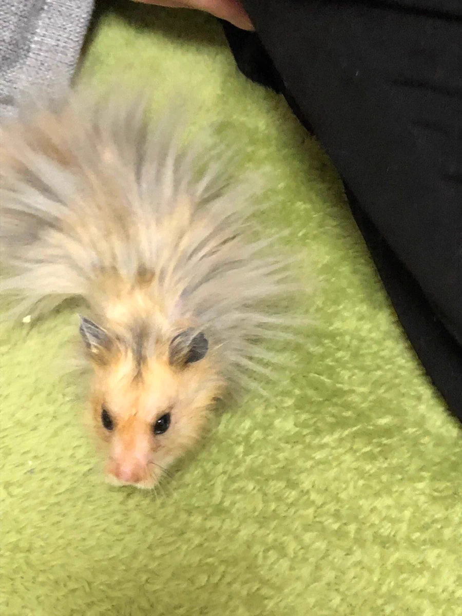 触れるとばちりと来そう･･･！静電気で毛がとんでもないことになっちゃってるハムスター！
