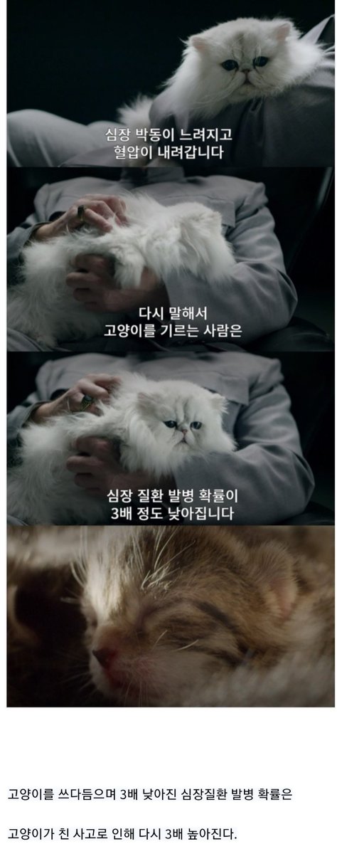 고양이를 쓰다듬어야 하는 과학적 이유