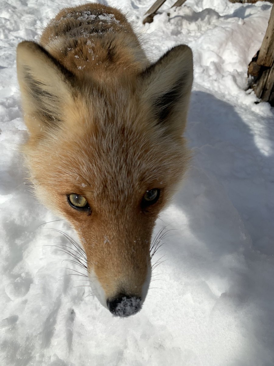 キツネ写真館 キツネ飼養中 間違いなく日本で一番人間に懐いてるキツネ 北きつね牧場のふくちゃん 人間に飼育 されてても 他人はおろか飼ってる人も咬むのがキツネの普通なんだけど ふくちゃんは個体差云々では説明がつかないほど懐いていてキツネの