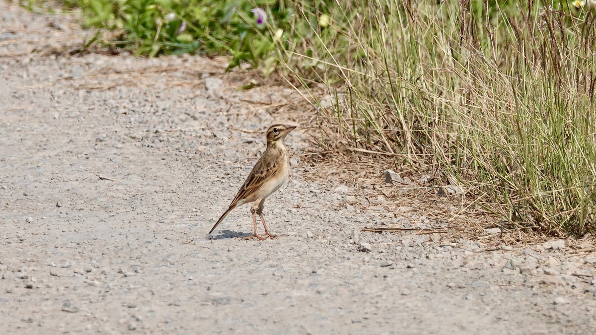 cockatielpika's tweet image. 特徴の長い後指が綺麗に撮れなかったのが残念
＃ヒメマミジロタヒバリ
＃PaddyfieldPipit
＃タイ探鳥旅行