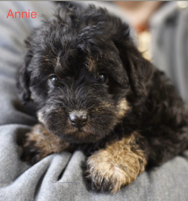 I will be visiting these puppies on Tuesday.