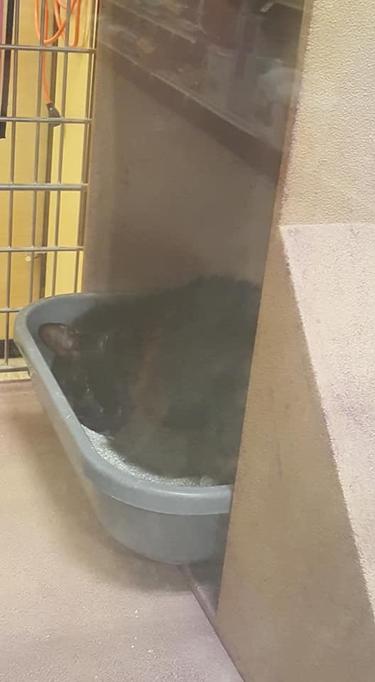 ratacoochee's tweet photo. for anyone in SA area! this is at the petsmart off 151 and 410 someone pls adopt him 😭😭😭😩😩😩 https://t.co/Ozp4mA9uQp