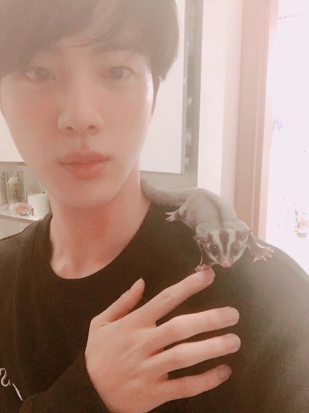 Jin's had some very exotic pets! Around 2017, he revealed that he actually had pet Sugar Gliders, and they lived with him in the dorm. He sometimes brought them to the practice room for the others to play with too. And he was a very responsible pet owner.